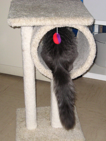 Cat Tree